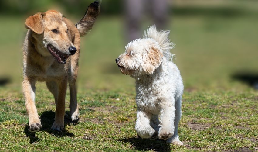 The Top Airedale Terrier Personality Traits: What to Expect from this Lovable Breed